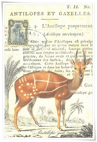 antilope.jpg antilope.jpg