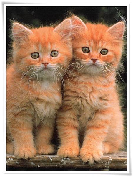 cats.jpg cats.jpg