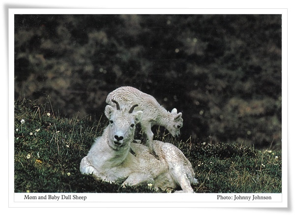 dall sheep.jpg dall sheep.jpg