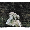 dall sheep.jpg