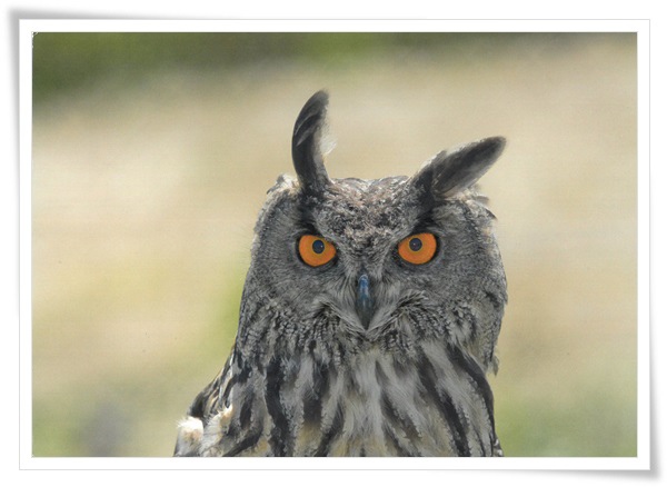 owl.jpg owl.jpg