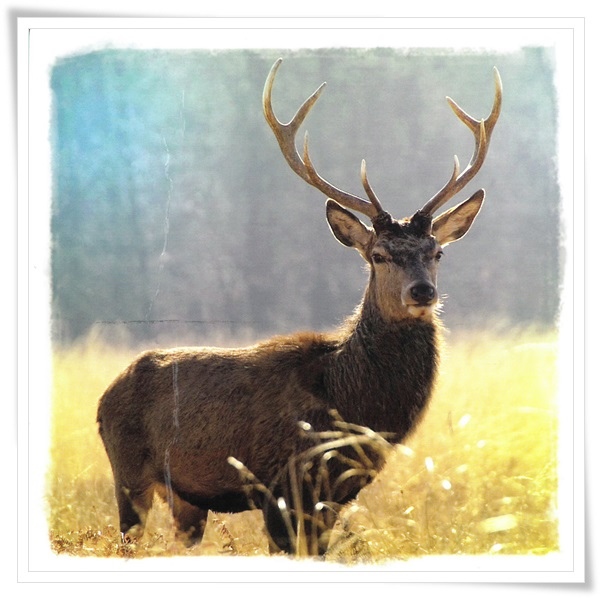 stag.jpg stag.jpg