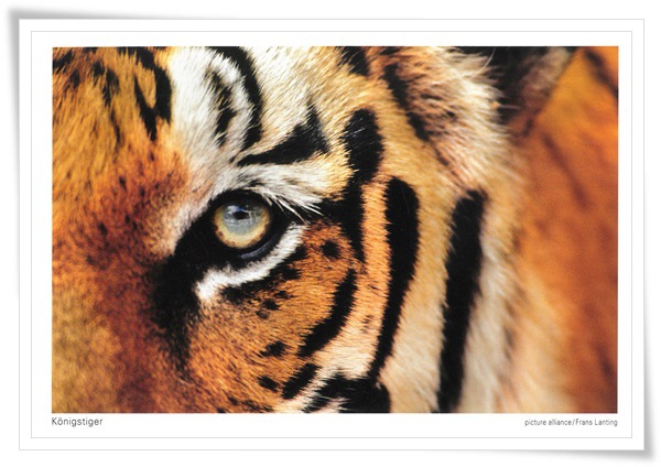 konigstiger.jpg konigstiger.jpg