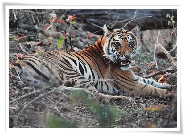 Panthera tigris.jpg Panthera tigris.jpg