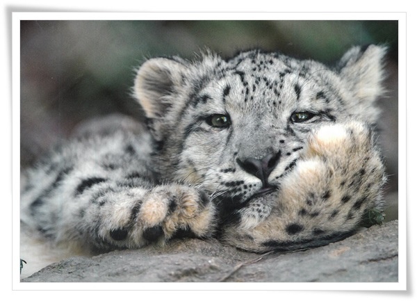 snow leopard.jpg snow leopard.jpg