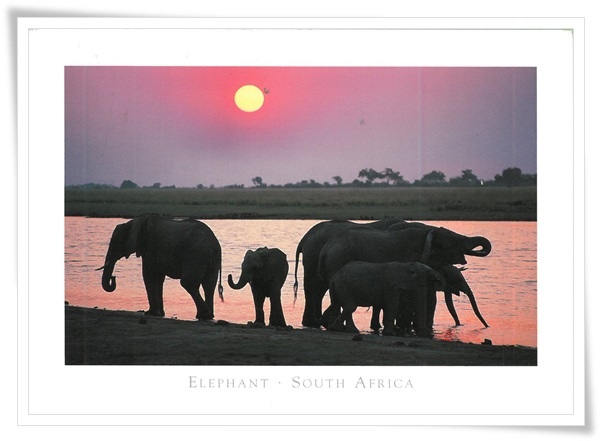 elephant in south africa.jpg elephant in south africa.jpg