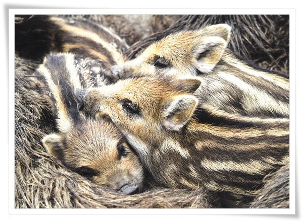 frischling.jpg frischling.jpg