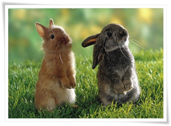 bunnies.jpg bunnies.jpg