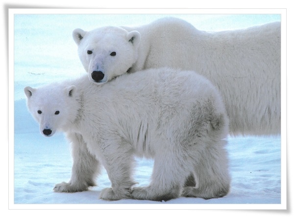 polar bear.jpg polar bear.jpg