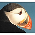 puffins.jpg