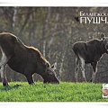 ELK OF MINSK1.jpg