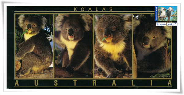 KOALAS 