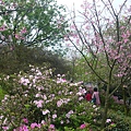 P1150915_副本.jpg