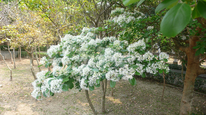 P1160247_副本.jpg P1160247_副本.jpg
