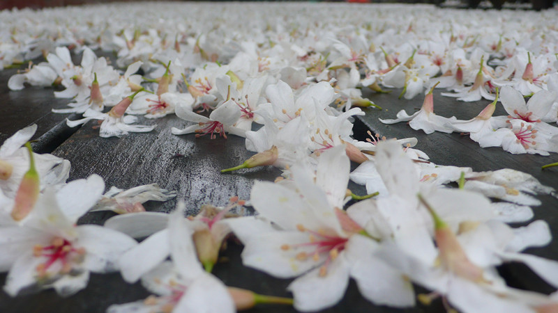 P1160605_副本.jpg P1160605_副本.jpg
