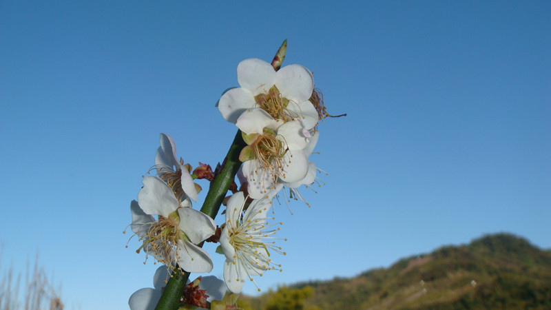 DSC08931_副本.jpg DSC08931_副本.jpg