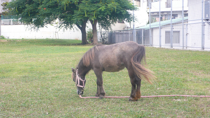 崇元寺公園小馬兒