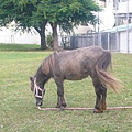 崇元寺公園小馬兒