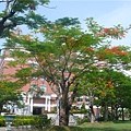 亞洲大學鳳凰木