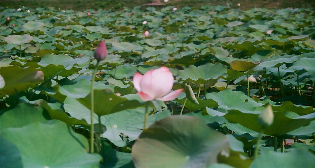 亞洲大學生態荷花池