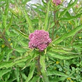 P1300326_副本.jpg