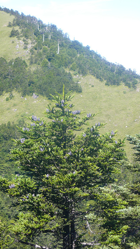 登第二座百岳~石門山3237公尺