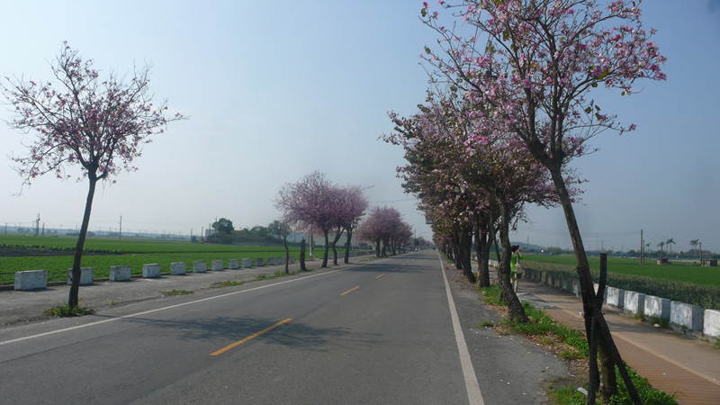 1-1雲林土庫馬光南洋櫻.jpg 1-1雲林土庫馬光南洋櫻.jpg