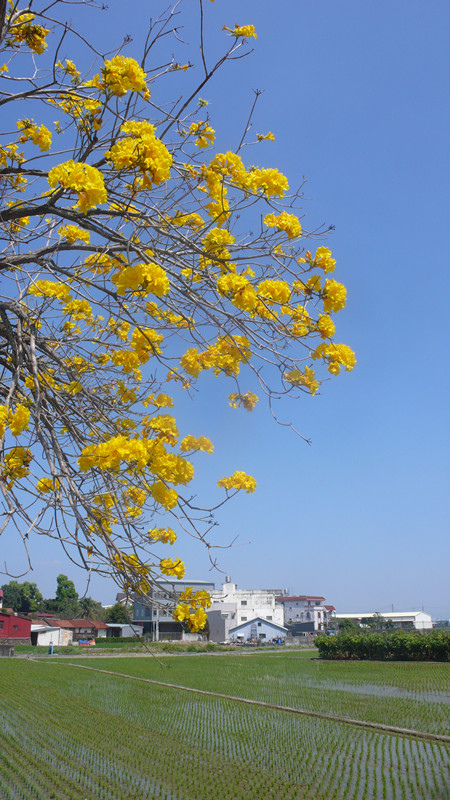 1芬園彰南路黃花風鈴木大道.jpg 1芬園彰南路黃花風鈴木大道.jpg