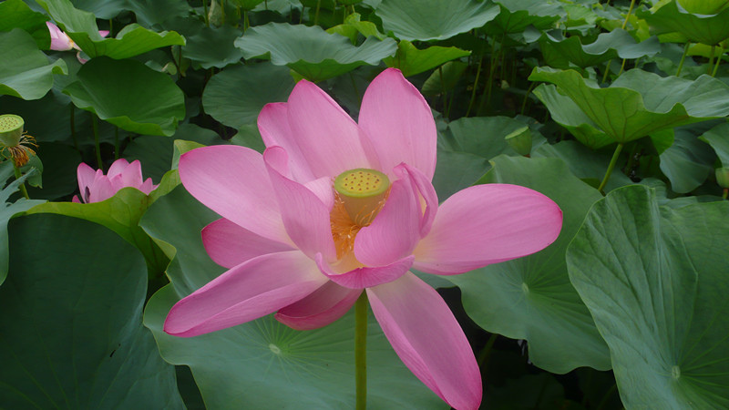 中興新村荷花池 中興新村荷花池