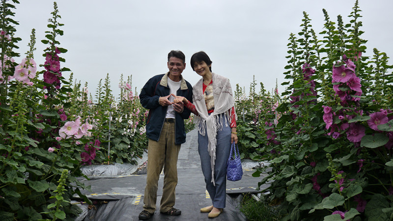 員林南區公園蜀葵花 員林南區公園蜀葵花