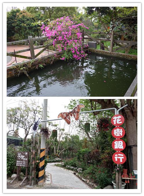 蜀葵花賞拍~順遊花樹銀行、雙心池塘【彰化員林、大村】 @ Emilyu0026Du老爺 