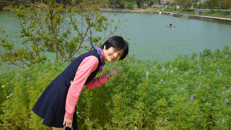 1苗栗聯合大學大學池(水藍色魯冰花).jpg 1苗栗聯合大學大學池(水藍色魯冰花).jpg