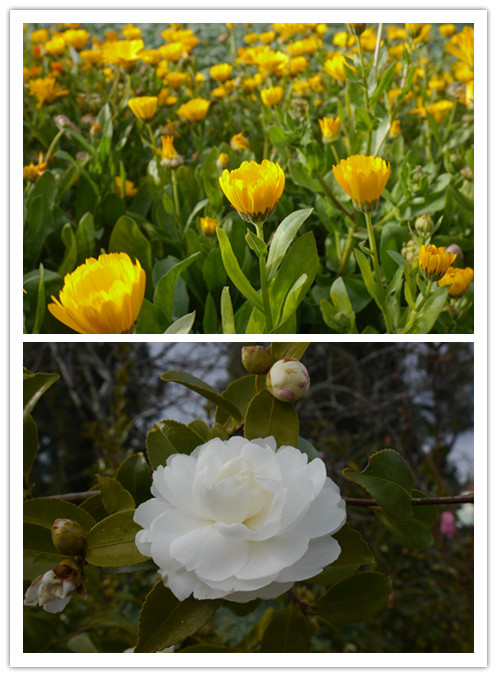 60金盞菊、茶花.jpg