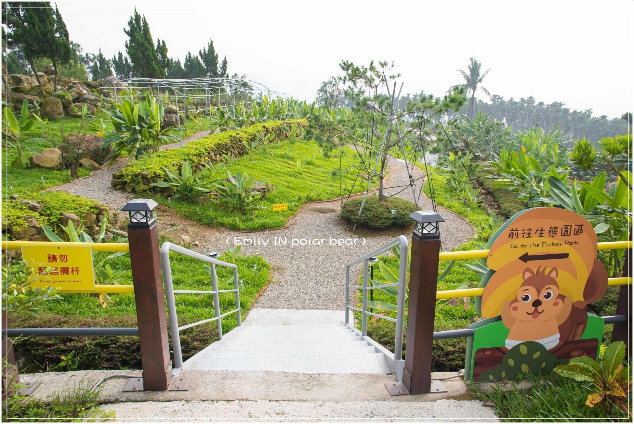 山蕉森林_2287 山蕉森林_2287