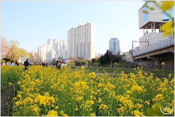  釜山東萊溫泉川櫻花 (8)