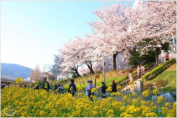  釜山東萊溫泉川櫻花 (18)