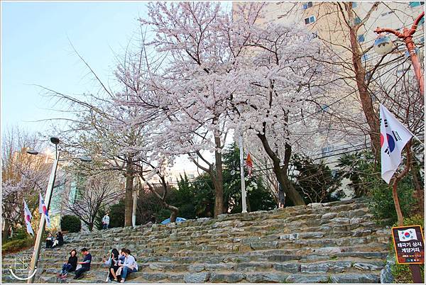  釜山東萊溫泉川櫻花 (26)