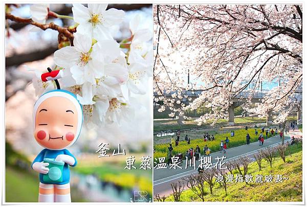 釜山東萊溫泉川櫻花 (1) 釜山東萊溫泉川櫻花 (1)
