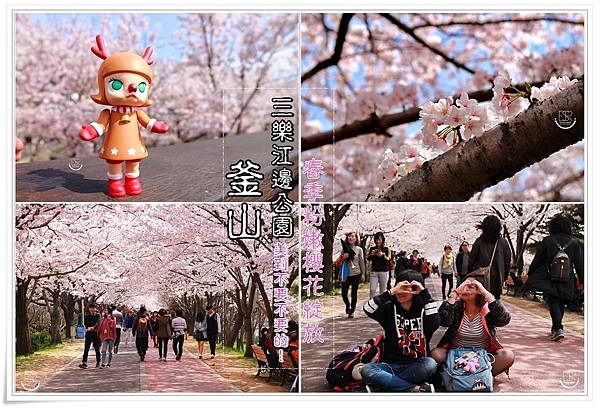 釜山三樂江邊公園櫻花 (1) 釜山三樂江邊公園櫻花 (1)