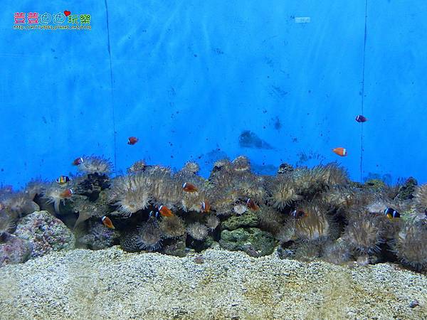 澎湖水族館 (32).jpg