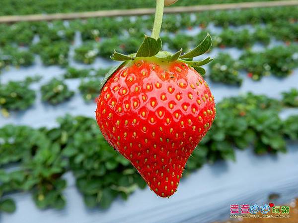 苗栗 大湖 草莓季開跑囉 親子同遊體驗採草莓的樂趣 媽咪拜mamibuy