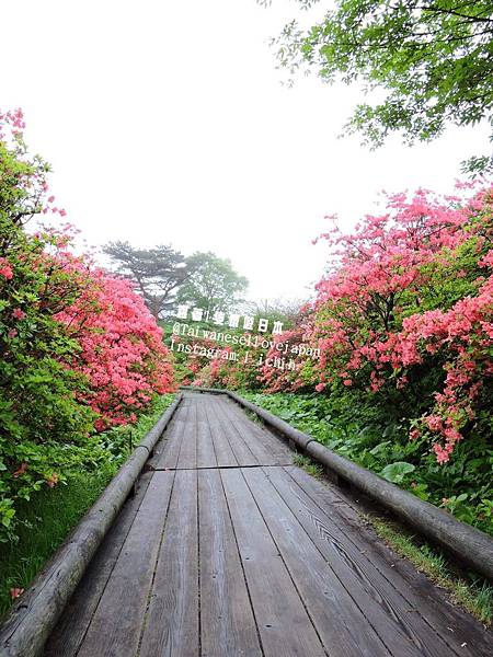 萬顆的杜鵑花 漫步在つつじ吊橋到那須八幡杜鵑花聚落賞花吧 跟著1隻環遊日本 痞客邦 萬顆的杜鵑花 漫步在つつじ吊橋到那須八幡杜鵑花聚落賞花吧 跟著1隻環遊日本 痞客邦