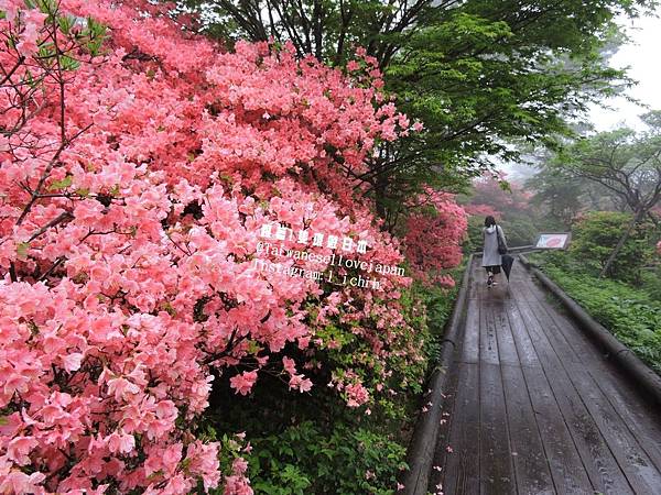 萬顆的杜鵑花 漫步在つつじ吊橋到那須八幡杜鵑花聚落賞花吧 跟著1隻環遊日本 痞客邦 萬顆的杜鵑花 漫步在つつじ吊橋到那須八幡杜鵑花聚落賞花吧 跟著1隻環遊日本 痞客邦