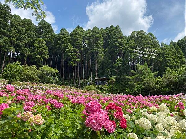 年千葉縣繡球花 紫陽花 聖地 服部農園繡球花屋敷 從東京車站出發自駕只要一個小時又15分 跟著1隻環遊日本 痞客邦 年千葉縣繡球花 紫陽花 聖地 服部農園繡球花屋敷 從東京車站出發自駕只要一個小時又15分 跟著1隻環遊日本 痞客邦
