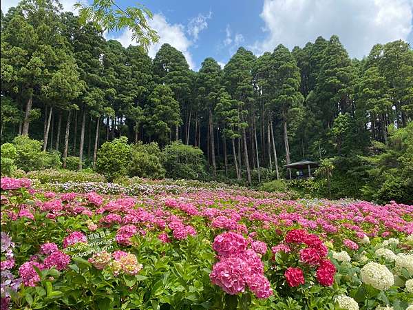 年千葉縣繡球花 紫陽花 聖地 服部農園繡球花屋敷 從東京車站出發自駕只要一個小時又15分 跟著1隻環遊日本 痞客邦