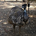 EMU-bland