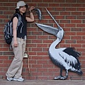 feeding pelican