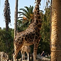 giraffe