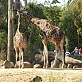 giraffe-black n brown
