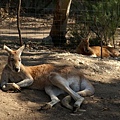 kangaroo